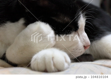 眠る白黒猫 104810104