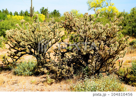 Cholla cactus, Sonora Desert, Mid Spring Cholla cactus, Sonora Desert, Mid Spring 104810456