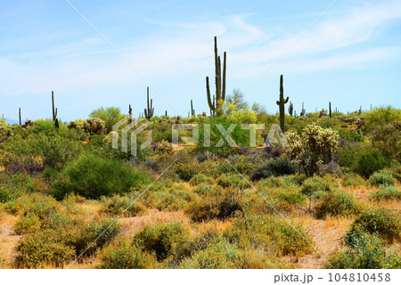 Old Saguaro Cactus Sonora desert Arizona 104810458