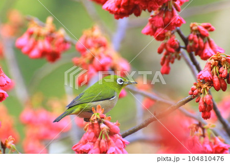 緋寒桜とメジロ 104810476