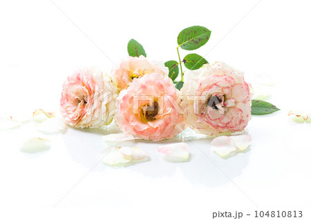 bouquet of beautiful roses isolated on white 104810813