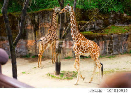 Two Graceful Giraffes Walking in the Wildlife Park 104810915