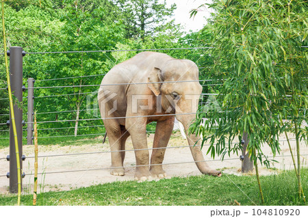 A Captivating Sight of the Asian Elephant in Zoo 104810920