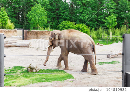 A Captivating Sight of the Asian Elephant in Zoo A Captivating Sight of the Asian Elephant in Zoo 104810922