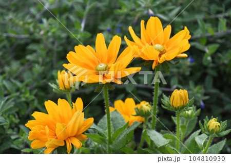 ルドベキア アマリロゴールド ルドベキア アマリロゴールド 104810930