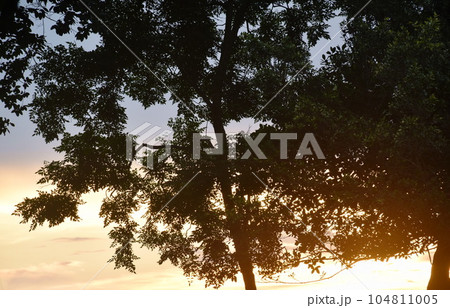 silhouette landscape of tree on sunset in garden silhouette landscape of tree on sunset in garden 104811005