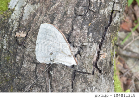 オオミズアオの翅 死骸 オオミズアオの翅 死骸 104811219