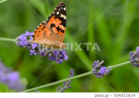 ヒメアカタテハ 104811614