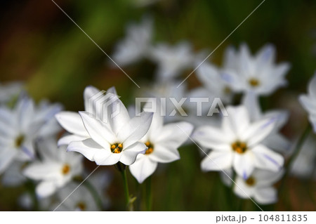春の公園に咲くハナニラの花 104811835