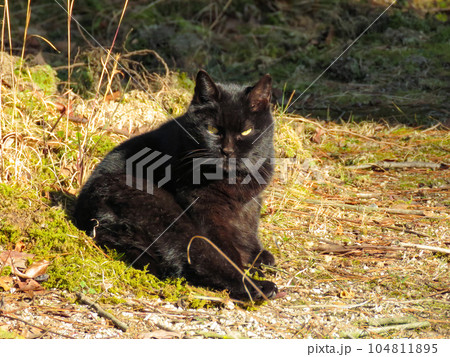 お座りしてこちらを見つめる猫 104811895