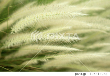 Fluffy Ears of Wild Grass Close Up Background Fluffy Ears of Wild Grass Close Up Background 104812968