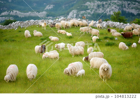 Flock of sheep with red marks on backs are grazing on pasture in a mountain valley. Wool and food production. Animal husbandry. Flock of sheep with red marks on backs are grazing on pasture in a mountain valley. Wool and food production. Animal husbandry. 104813222