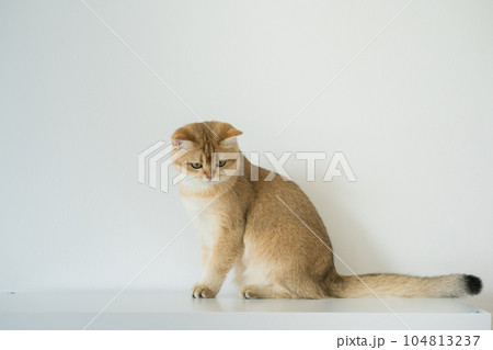 gold british cat kitten on white background gold british cat kitten on white background 104813237