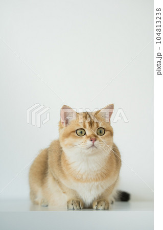 gold british cat kitten on white background gold british cat kitten on white background 104813238