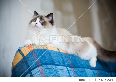 Young beautiful purebred Ragdoll cat at home Young beautiful purebred Ragdoll cat at home 104813284