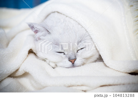 adult cat breed Scottish chinchilla with straight ears, sleeps 104813288