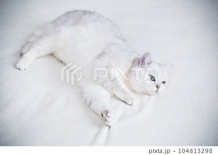 adult cat breed Scottish chinchilla with straight ears, sleeps 104813298