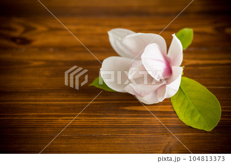 one pink flower on a branch of blooming magnolia on a wooden table one pink flower on a branch of blooming magnolia on a wooden table 104813373