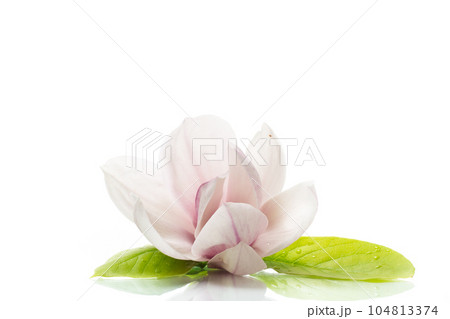 one pink flower on a branch of blooming magnolia close up one pink flower on a branch of blooming magnolia close up 104813374