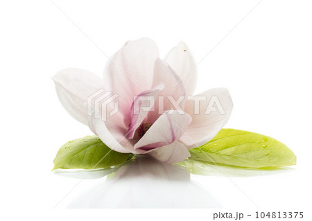 one pink flower on a branch of blooming magnolia close up one pink flower on a branch of blooming magnolia close up 104813375