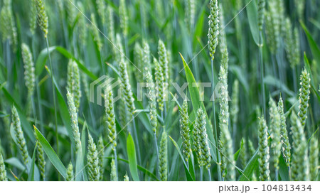 Green spring wheat field crops, ears close-up 104813434