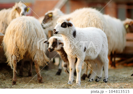 Small lambs on background of sheeps in corral on the farm. Wool production. Bio organic healthy food production. Growing livestock is a traditional direction of agriculture. Small lambs on background of sheeps in corral on the farm. Wool production. Bio organic healthy food production. Growing livestock is a traditional direction of agriculture. 104813515