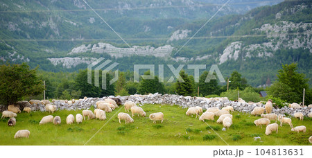 Flock of sheep with red marks on backs are grazing on pasture in a mountain valley. Wool and food production. Growing livestock is a traditional direction of agriculture. 104813631