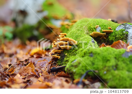 Scenic view of the forest in Lovchen National Park on autumn day. Tourism and travel.Hiking. Scenic view of the forest in Lovchen National Park on autumn day. Tourism and travel.Hiking. 104813709