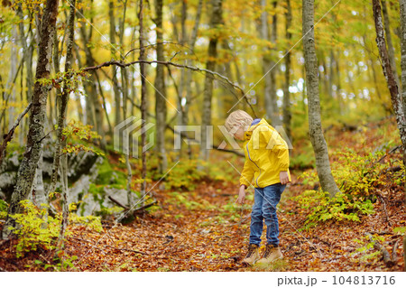 Elementary school boy walks forest in Lovcen National Park, Montenegro on an autumn day. An inquisitive boy exploring nature. Tourism and travel for family with kids. 104813716