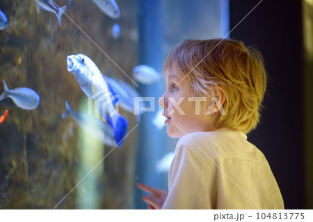 Little boy watches fishes in aquarium. Child exploring nature. Elementary student is on excursion in seaquarium. Little boy watches fishes in aquarium. Child exploring nature. Elementary student is on excursion in seaquarium. 104813775