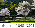 桜の花ふぶき散る、朝倉氏遺跡西山光照寺跡の石仏 104813891