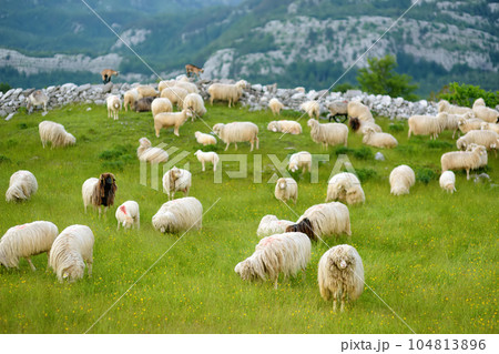 Flock of sheep with red marks on backs are grazing on pasture in a mountain valley. Wool and food production. Growing livestock is a traditional direction of agriculture. Flock of sheep with red marks on backs are grazing on pasture in a mountain valley. Wool and food production. Growing livestock is a traditional direction of agriculture. 104813896