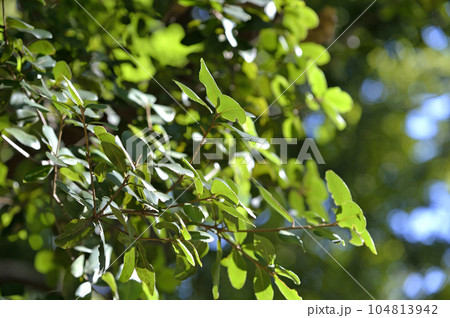 有栖川宮記念公園 有栖川宮記念公園 104813942
