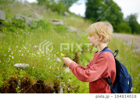 Blond preteen boy picks wild flowers during summer family hiking. Cute kid collects a bouquet for his mom. Inquisitive child explore nature. Mothers day Blond preteen boy picks wild flowers during summer family hiking. Cute kid collects a bouquet for his mom. Inquisitive child explore nature. Mothers day 104814018
