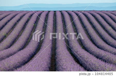 Plateau de Valensole lavender field and house at sunset in Haute Alpes Provence Cote d'Azur Plateau de Valensole lavender field and house at sunset in Haute Alpes Provence Cote d'Azur 104814405