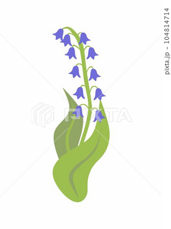 branch blue hand Campanula bell on white background, isolated vector 104814714