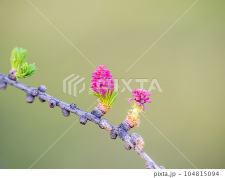 Larch tree fresh pink cones blossom at spring on nature background Larch tree fresh pink cones blossom at spring on nature background 104815094