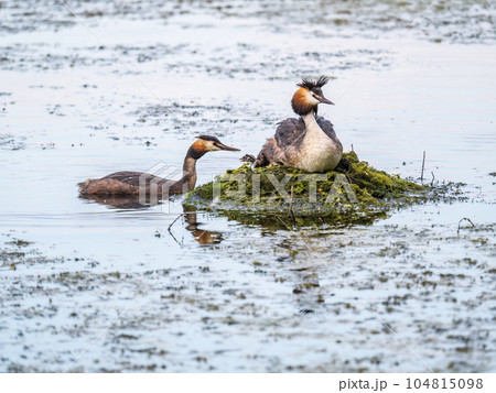 A pair of water birds, Great Crested Grebe, feeding chick at nest. A pair of water birds, Great Crested Grebe, feeding chick at nest. 104815098