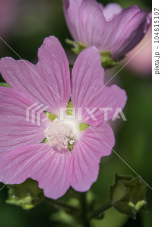 Big pink and red delicate flowers of mallow in bloom with green leaves and buds closeup, summer flowers background, 104815107