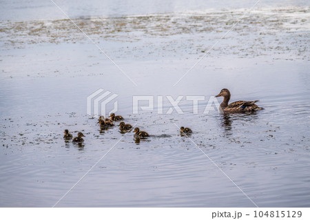A family of ducks, a duck and its little ducklings are swimming in the water. The duck takes care of its newborn ducklings. Mallard, lat. Anas platyrhynchos A family of ducks, a duck and its little ducklings are swimming in the water. The duck takes care of its newborn ducklings. Mallard, lat. Anas platyrhynchos 104815129