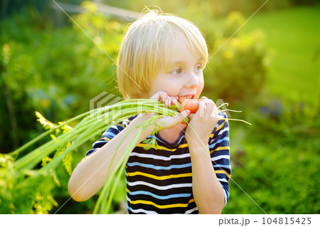Happy little boy helps family to harvest of organic homegrown vegetables at backyard of farm. Child eating a fresh carrot and having fun. Healthy vegetarian food. Harvesting. Happy little boy helps family to harvest of organic homegrown vegetables at backyard of farm. Child eating a fresh carrot and having fun. Healthy vegetarian food. Harvesting. 104815425