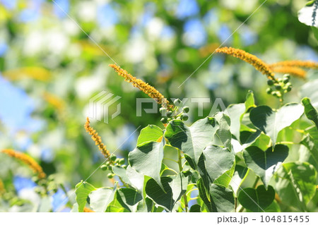 南京黄櫨（ナンキンハゼ）の雄花と雄花の付け根の雌花（果実） 104815455