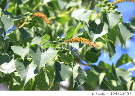 南京黄櫨(ナンキンハゼ)の雄花と雄花の付け根の雌花(果実) 南京黄櫨(ナンキンハゼ)の雄花と雄花の付け根の雌花(果実) 104815457
