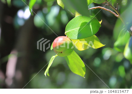 赤く色づいたツバキの実 赤く色づいたツバキの実 104815477