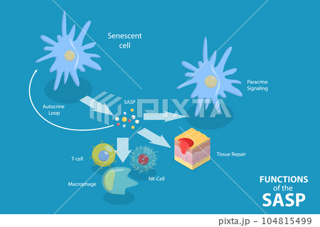 3D Isometric Flat Vector Conceptual Illustration of Functions Of The SASP 104815499