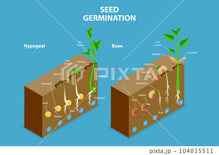 3D Isometric Flat Vector Conceptual Illustration of Seed Germination 3D Isometric Flat Vector Conceptual Illustration of Seed Germination 104815511