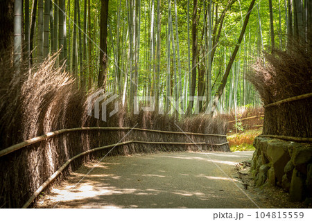 嵯峨野の夏、竹林の小径に夏の日差し 104815559