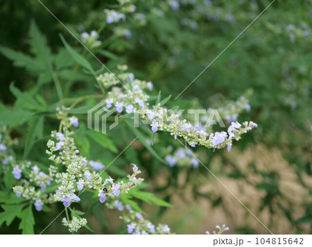 ニンジンボク 104815642