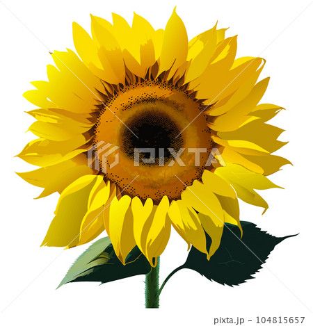 ひまわり ひまわり 104815657