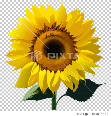 ひまわり ひまわり 104815657
